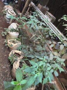 Sítio na zona rural de Pirapitinga distrito de Juiz de Fora